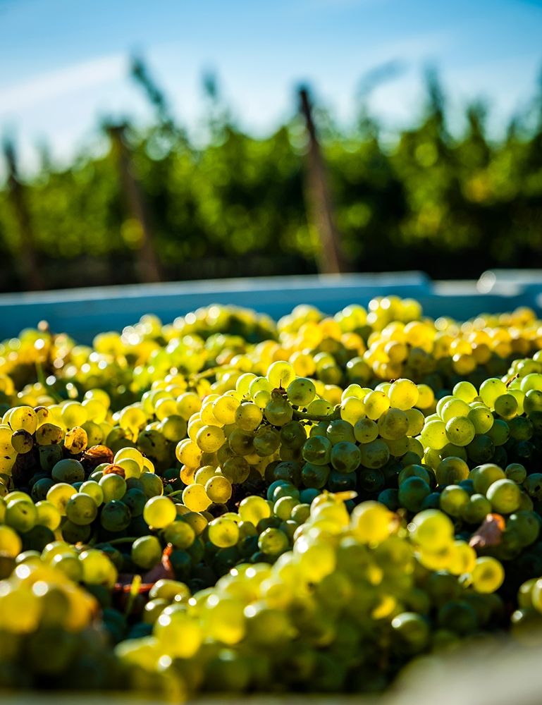 Washington State-Red Mountain Bin of Sauvignon Blanc grapes from Quintessence Vineyard at harvest